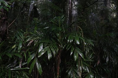 Linospadix monostachyus, photographed by Greg Tasney