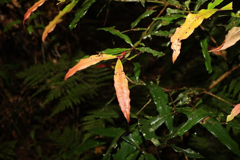 Syzygium ingens, photographed by Greg Tasney