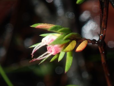 Darwinia diminuta, photographed by Thomas Mesaglio