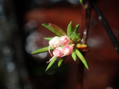 Darwinia diminuta, photographed by Thomas Mesaglio