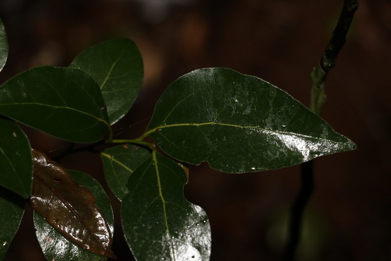 Cryptocarya foveolata, photographed by Greg Tasney