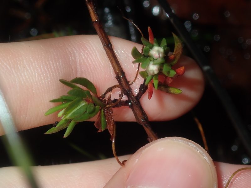 Darwinia diminuta, photographed by Thomas Mesaglio