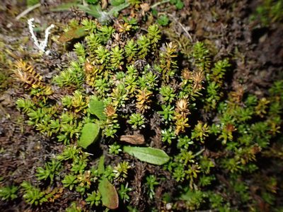 Raoulia glabra, photographed by Shaun