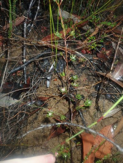 Darwinia diminuta, photographed by Thomas Mesaglio