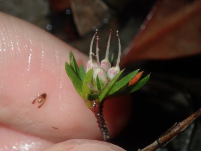 Darwinia diminuta, photographed by Thomas Mesaglio