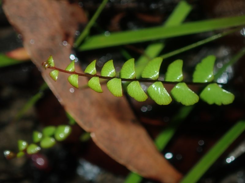 Lindsaea linearis, photographed by Thomas Mesaglio