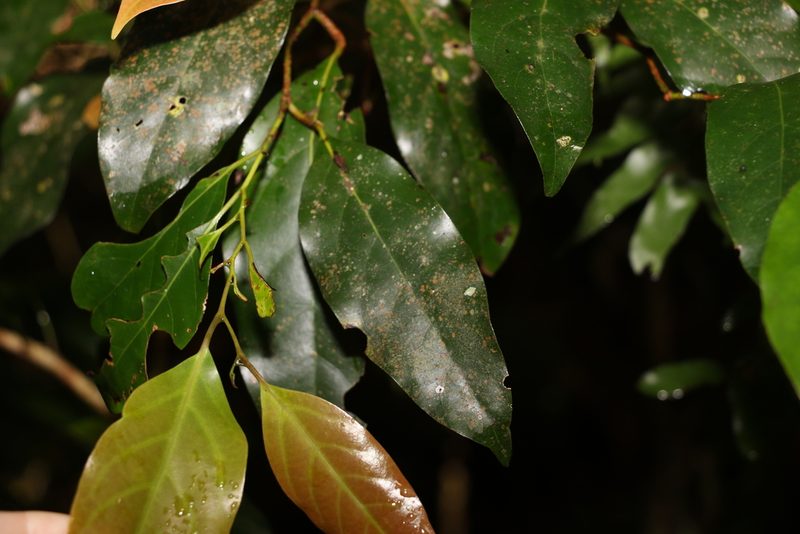 Cryptocarya erythroxylon, photographed by Greg Tasney