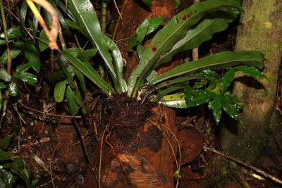 Asplenium australasicum, photographed by Greg Tasney