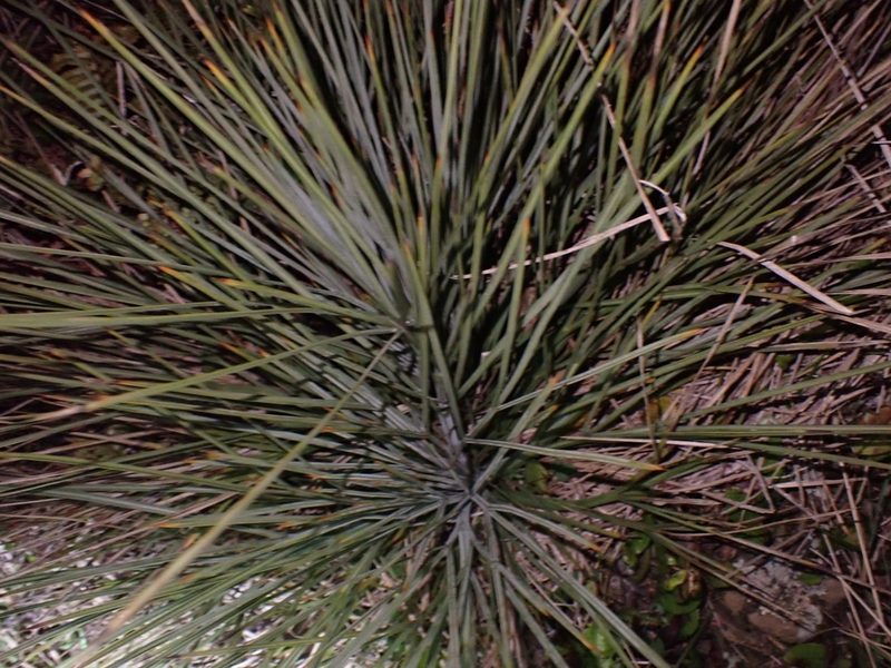 Aciphylla squarrosa, photographed by Shaun