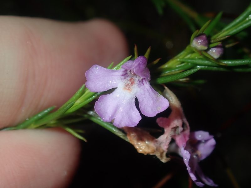 Hemigenia purpurea, photographed by Thomas Mesaglio