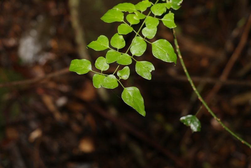 Jasminum dallachyi, photographed by Greg Tasney