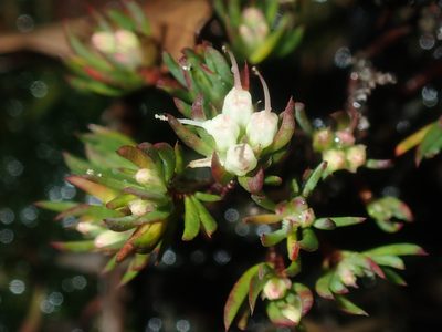 Darwinia diminuta, photographed by Thomas Mesaglio