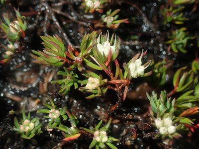Darwinia diminuta, photographed by Thomas Mesaglio