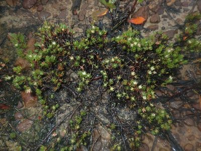 Darwinia diminuta, photographed by Thomas Mesaglio