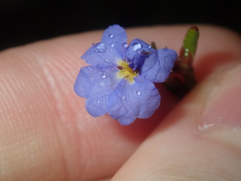 Dampiera stricta, photographed by Thomas Mesaglio