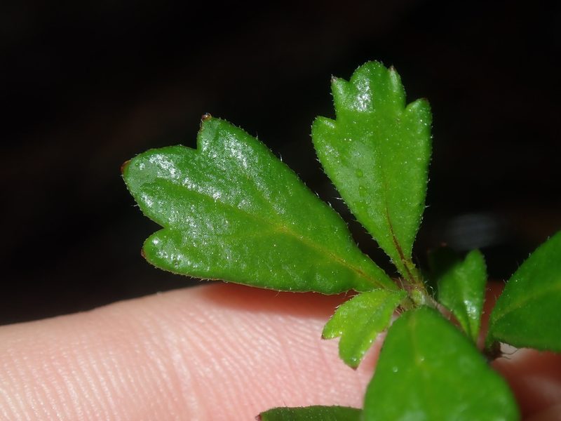 Xanthosia tridentata, photographed by Thomas Mesaglio