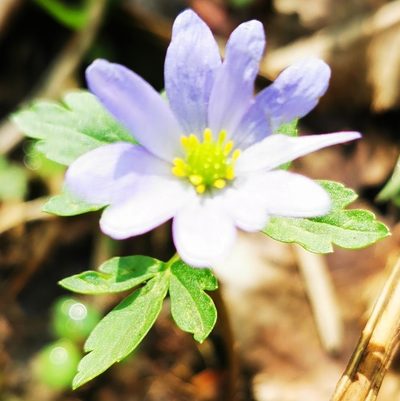 Anemonoides caucasica, photographed by Rukaya Johaadien