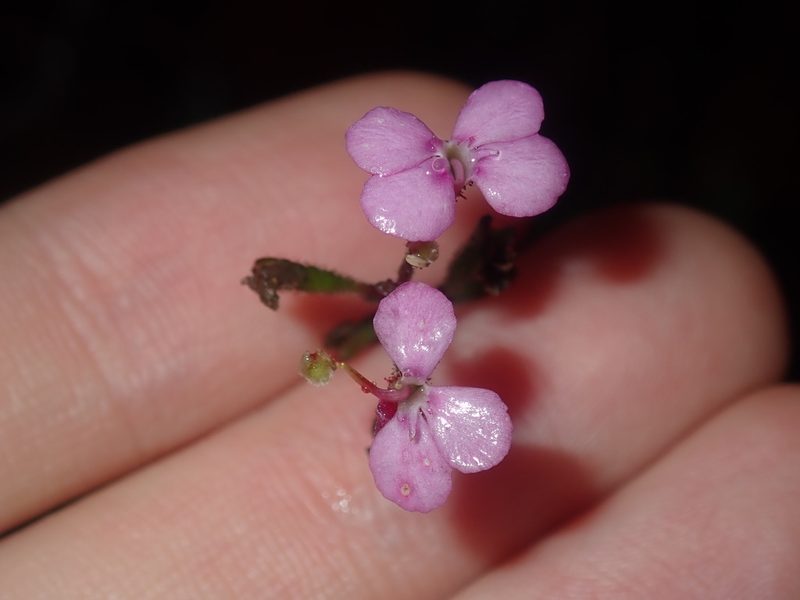 Stylidium lineare, photographed by Thomas Mesaglio