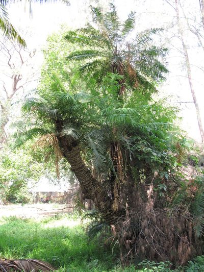 Cycas circinalis, photographed by Yoav Daniel Bar-Ness