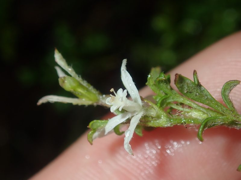 Xanthosia pilosa, photographed by Thomas Mesaglio