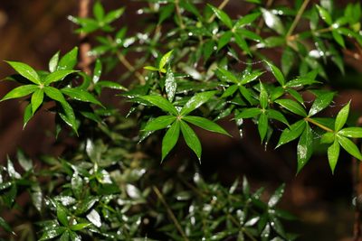 Alyxia ruscifolia, photographed by Greg Tasney