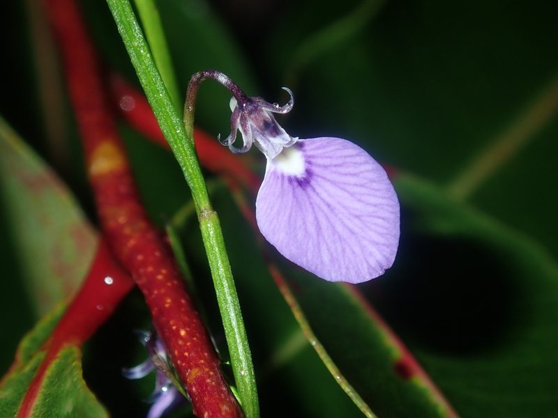 Pigea monopetala, photographed by Thomas Mesaglio