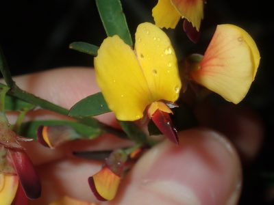 Bossiaea heterophylla, photographed by Thomas Mesaglio