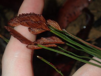 Schizaea bifida, photographed by Thomas Mesaglio
