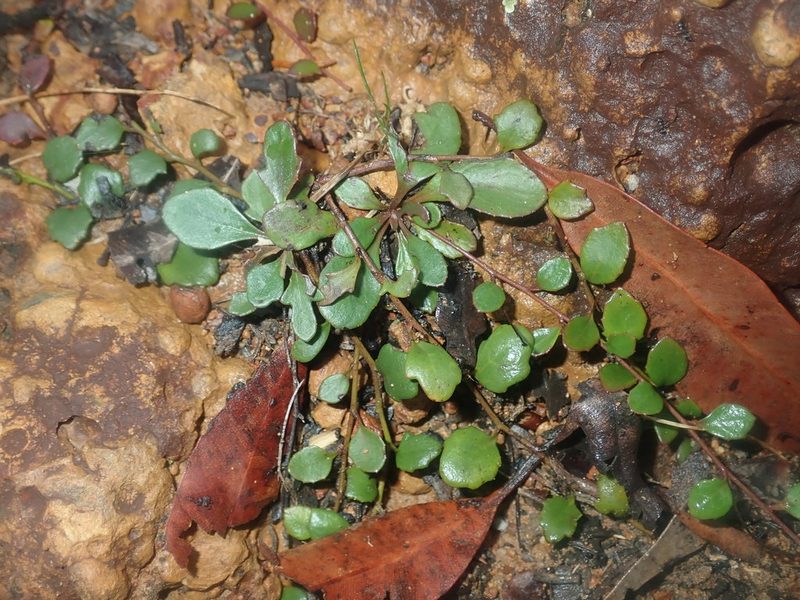 Goodenia hederacea, photographed by Thomas Mesaglio