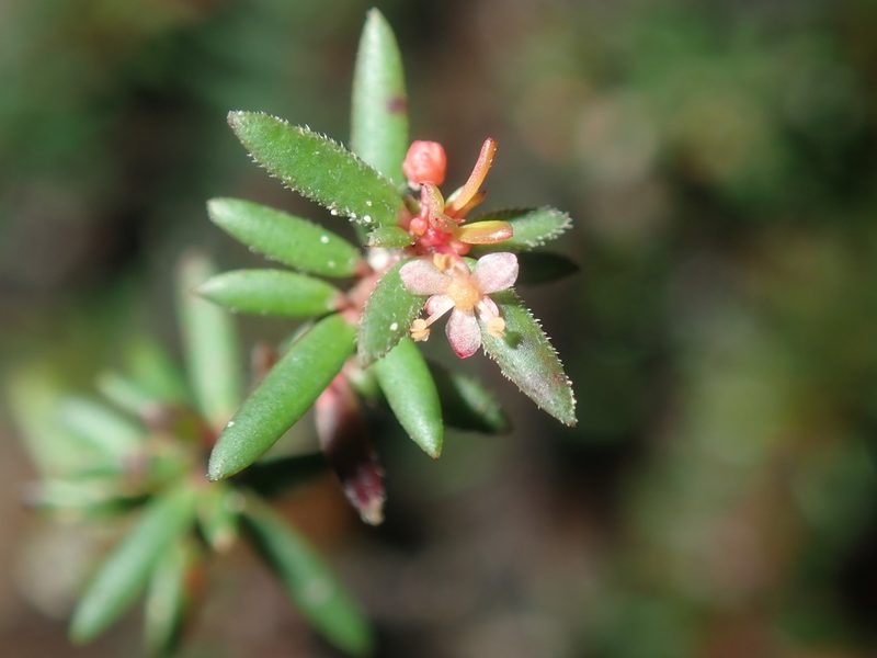 Micrantheum ericoides, photographed by Thomas Mesaglio