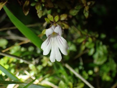 Euphrasia cuneata, photographed by Shaun