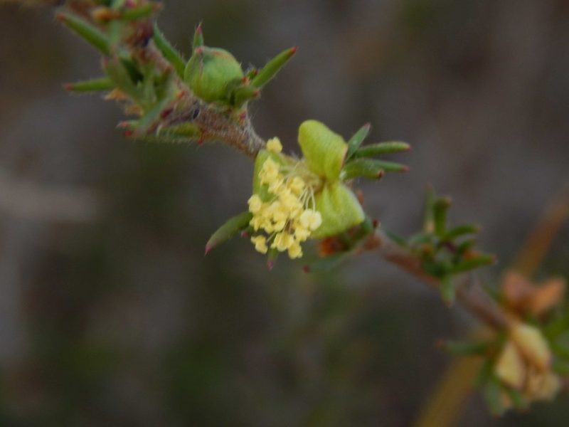 Cliffortia hirta, photographed by melda