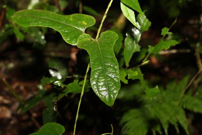 Parsonsia velutina, photographed by Greg Tasney