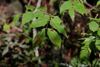 Archidendron grandiflorum, photographed by Greg Tasney
