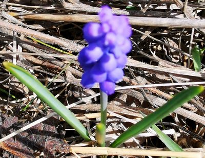Muscari armeniacum, photographed by Rukaya Johaadien