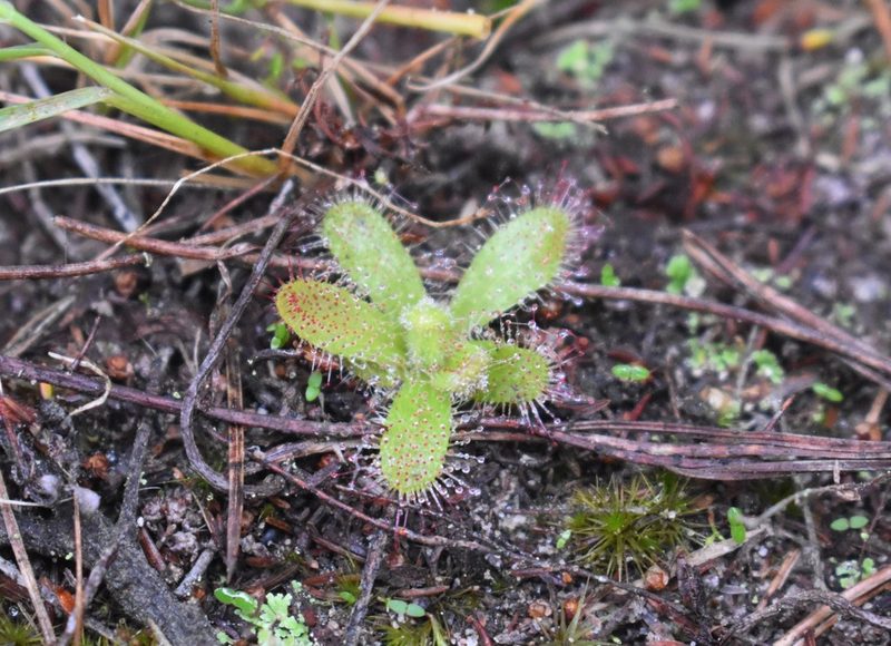 Drosera cistiflora, photographed by Justin Ponder