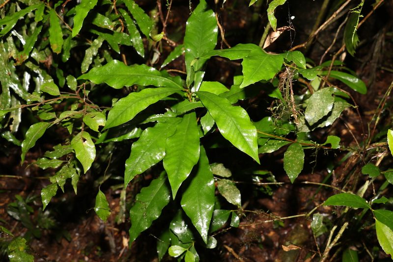 Eupomatia bennettii, photographed by Greg Tasney