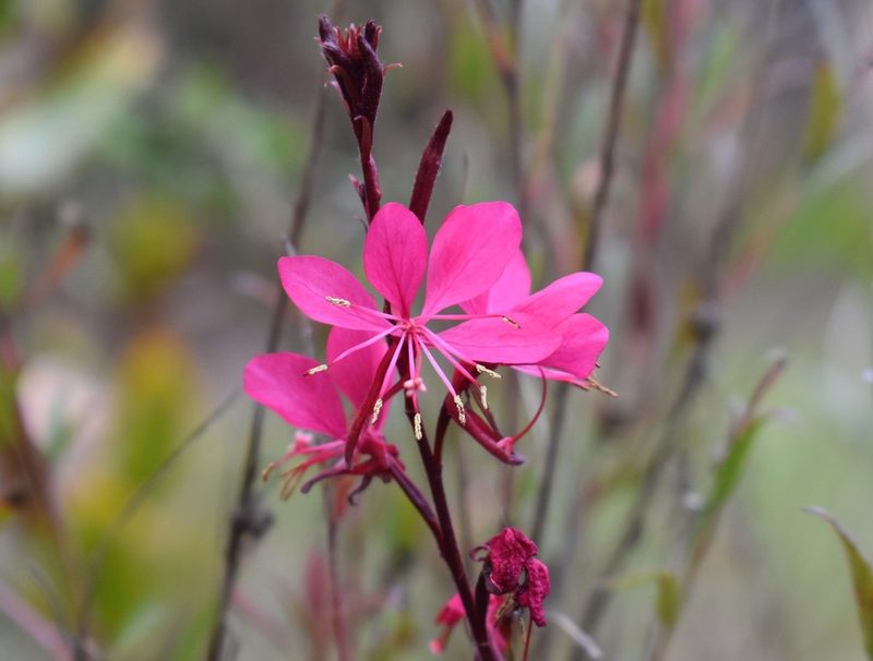 Oenothera lindheimeri, photographed by Justin Ponder