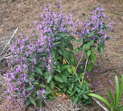 Hypoestes aristata, photographed by Justin Ponder