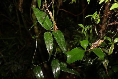 Aristolochia laheyana, photographed by Greg Tasney