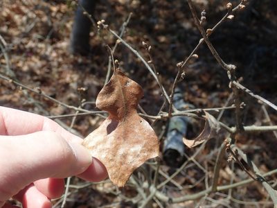 Quercus ilicifolia, photographed by Lynn Harper