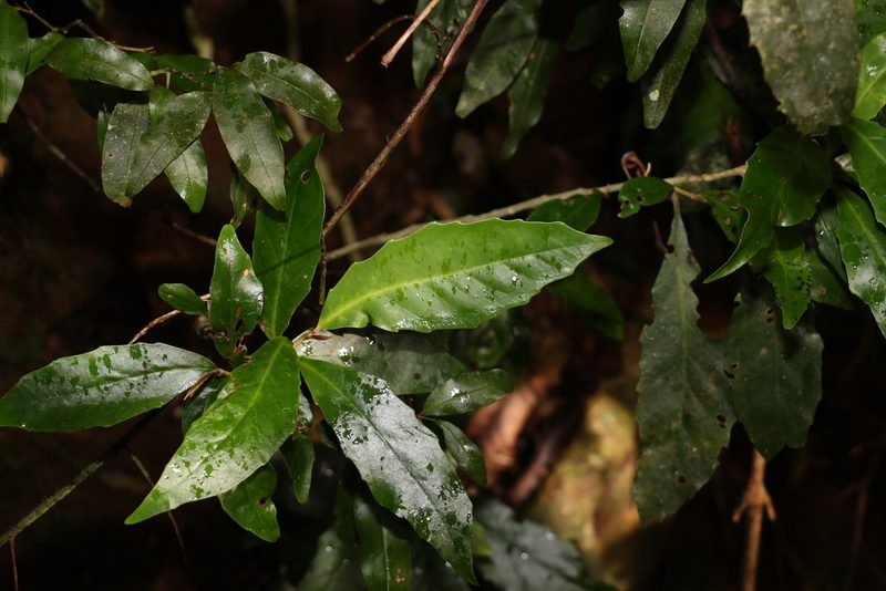 Argophyllum nullumense, photographed by Greg Tasney