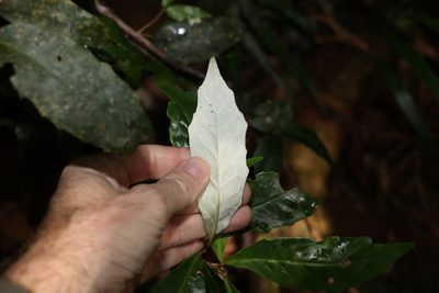 Argophyllum nullumense, photographed by Greg Tasney