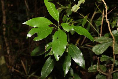 Neolitsea australiensis, photographed by Greg Tasney