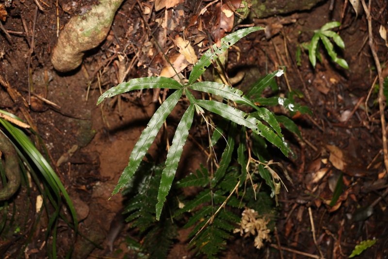 Pteris umbrosa, photographed by Greg Tasney