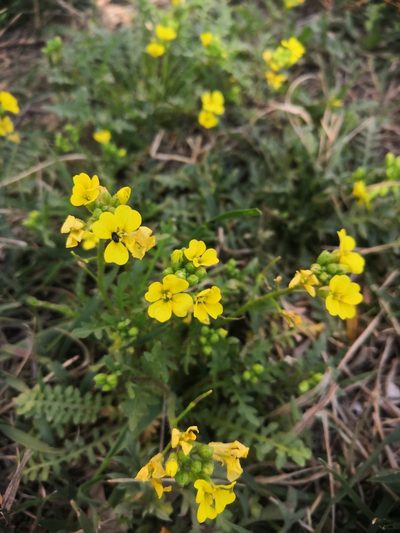 Chorispora sibirica, photographed by open_a_ir
