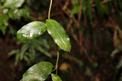 Leichhardtia flavescens, photographed by Greg Tasney