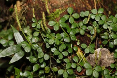 Peperomia tetraphylla, photographed by Greg Tasney