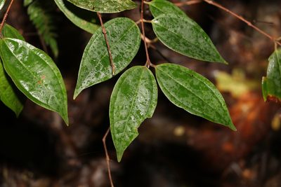 Rhodamnia rubescens, photographed by Greg Tasney