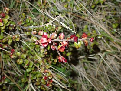 Gaultheria antipoda, photographed by Shaun